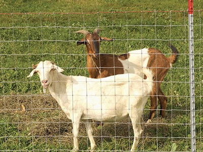 牛欄網(wǎng)立柱 牛欄網(wǎng)立柱